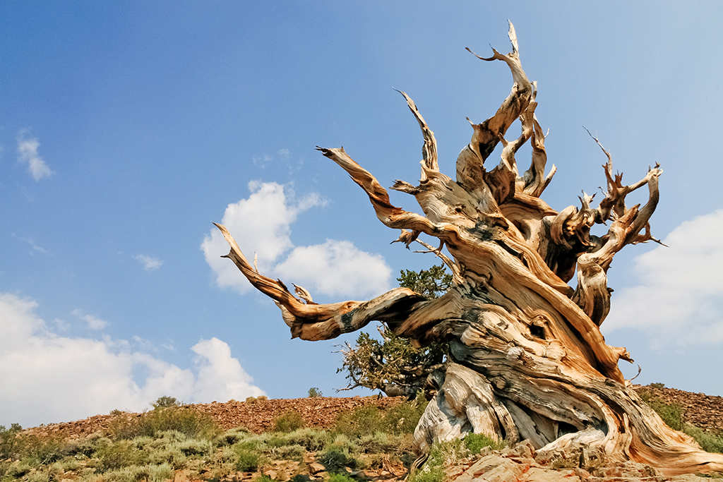 07-10 - 13.JPG - Ancient Bristecone Pine National Monument, CA